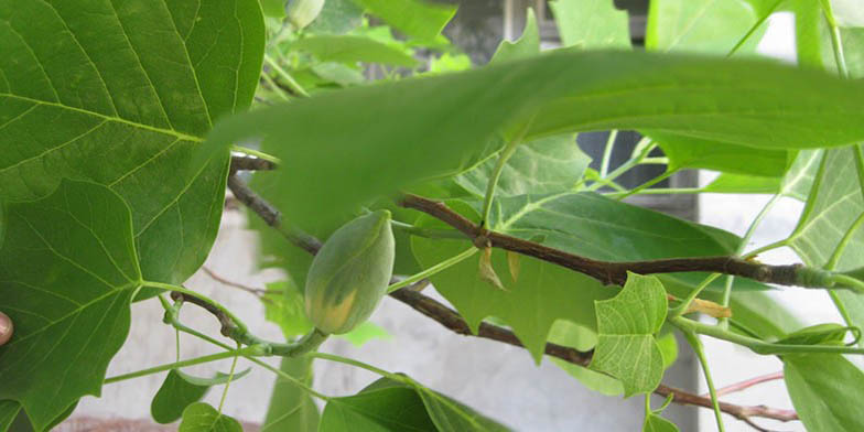 Liriodendron tulipifera – description, flowering period and general distribution in Mississippi. not blooming flower bud