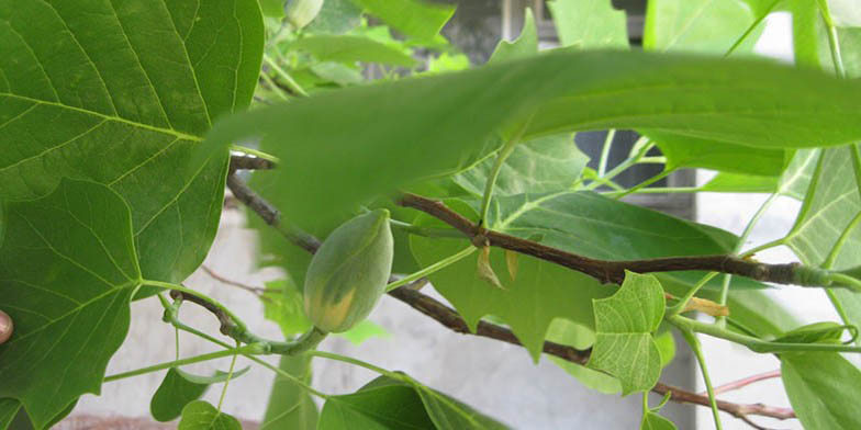 Tuliptree – description, flowering period and general distribution in Texas. not blooming flower bud