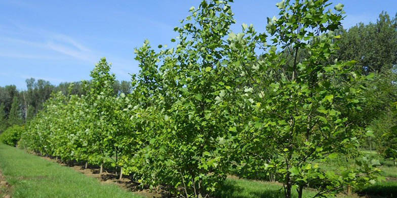 Tulip-poplar – description, flowering period and general distribution in North Carolina. young growing trees in spring