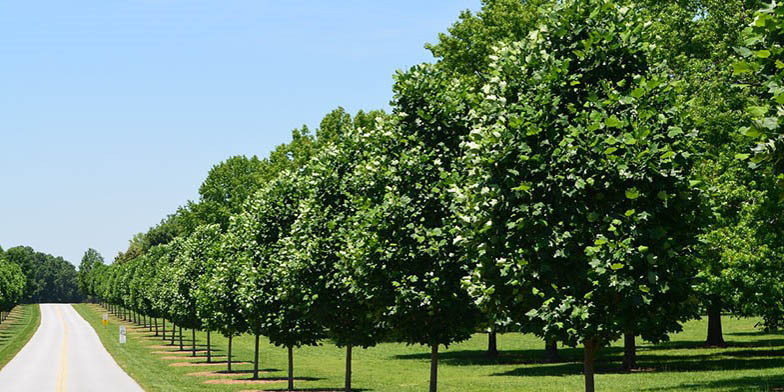 Tulip-poplar – description, flowering period and general distribution in North Carolina. tuliptree alley
