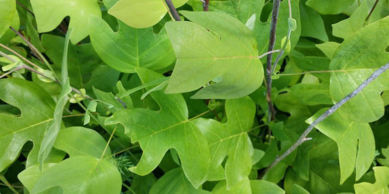 Yellow-poplar – description, flowering period and general distribution in Arkansas. young green leaves