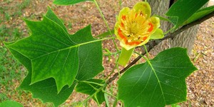 Liriodendron tulipifera – description, flowering period and time in Texas, bright tuliptree flower on a branch.