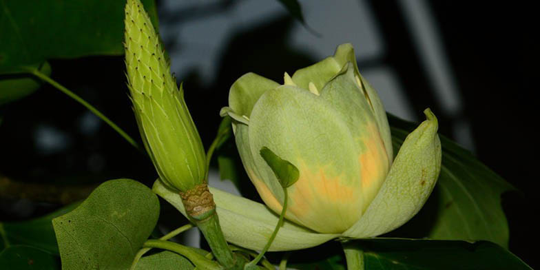 Liriodendron tulipifera – description, flowering period. blooming flower bud next to young seeds