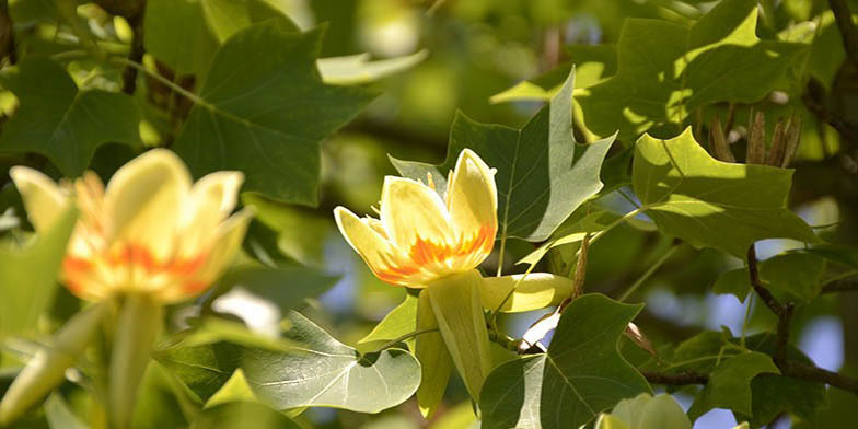 Tulip-poplar – description, flowering period and general distribution in North Carolina. tree in bloom