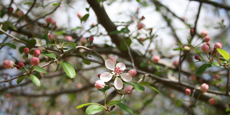 Malus angustifolia – description, flowering period and general distribution in Maryland. Flowers bloom at the same time as leaves appear