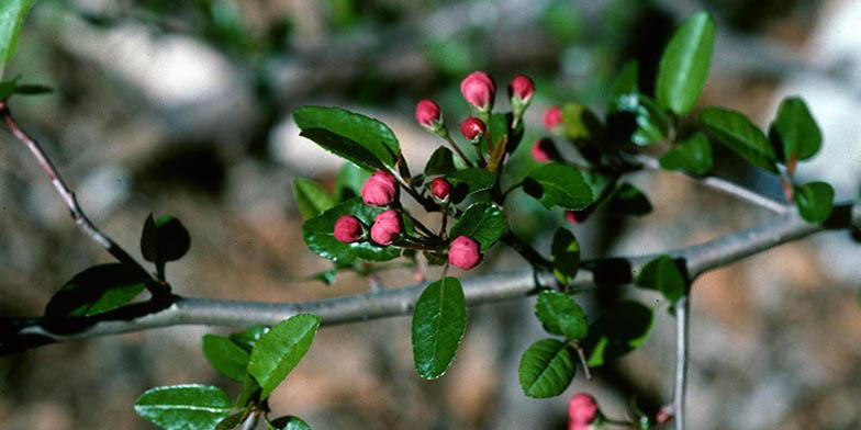 Buncombe crab apple – description, flowering period and general distribution in West Virginia. A branch with leaves and neat scarlet buds that have not yet blossomed