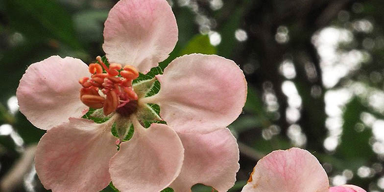 Buncombe crab apple – description, flowering period and general distribution in Kentucky. Flowers bloom simultaneously with the appearance of leaves, close-up