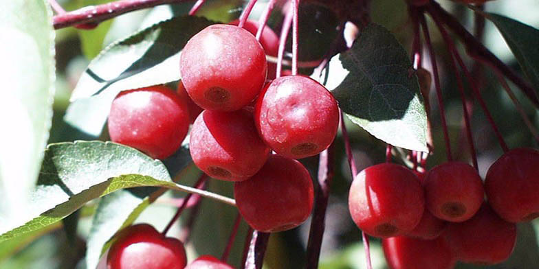 Buncombe crab apple – description, flowering period. Bunches of Red Fruits