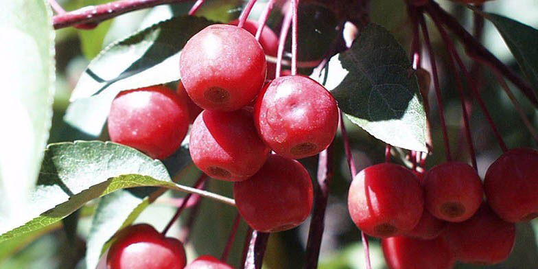 Narrowleaf crab – description, flowering period and general distribution in West Virginia. Bunches of Red Fruits