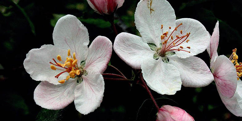American crab – description, flowering period. flowers close up