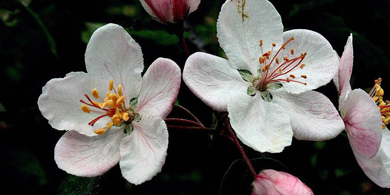 Sweet wild crab – description, flowering period and general distribution in Indiana. flowers close up