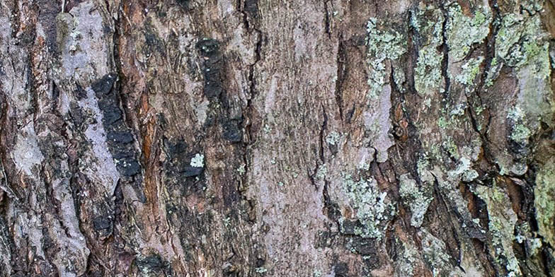 Sweet-scented crab – description, flowering period and general distribution in Wisconsin. tree trunk close-up