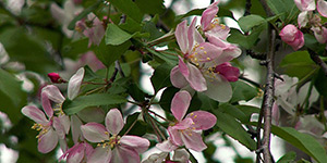 Malus coronaria – description, flowering period and time in Wisconsin, a branch dotted with pink flowers.