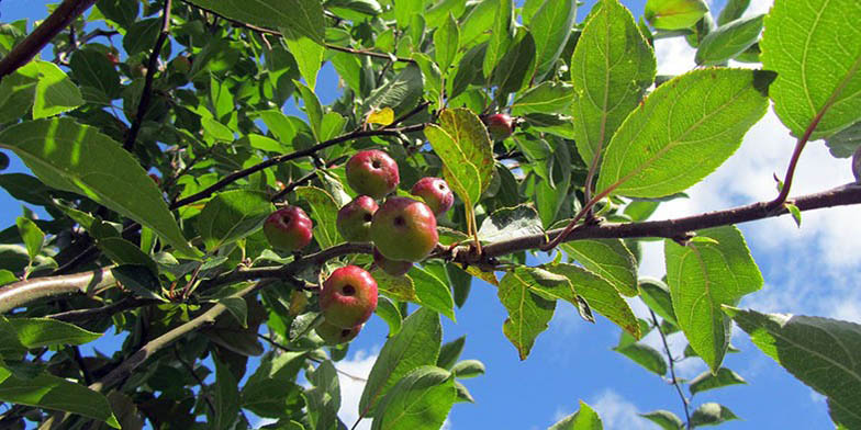 Malus coronaria – description, flowering period and general distribution in South Carolina. ripe apples on a tree, bottom view up