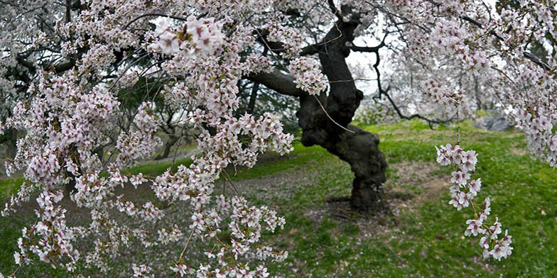 Wild sweet crab – description, flowering period and general distribution in Kansas. plant blooms, cloudy weather