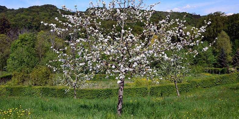 Malus pumila – description, flowering period. Flowering plant