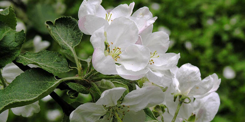 Pyrus pumila – description, flowering period and general distribution in New Hampshire. Apple is flowering spring honey plant