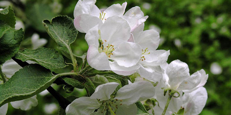 Pyrus pumila – description, flowering period and general distribution in Texas. Apple is flowering spring honey plant