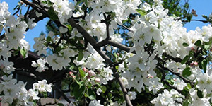 Malus domestica – description, flowering period and time in Prince Edward Island, Flowers stuck to the apple tree branch.