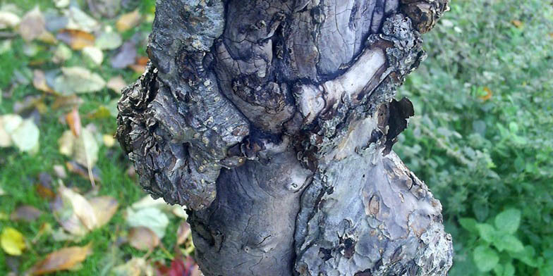 Malus domestica – description, flowering period and general distribution in British Columbia. Curved trunk of an apple tree