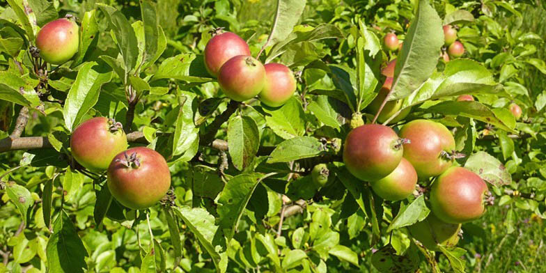 Pyrus pumila – description, flowering period and general distribution in Prince Edward Island. Apples on a branch