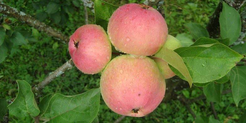 Malus pumila – description, flowering period and general distribution in Delaware. Four apples grow on a branch