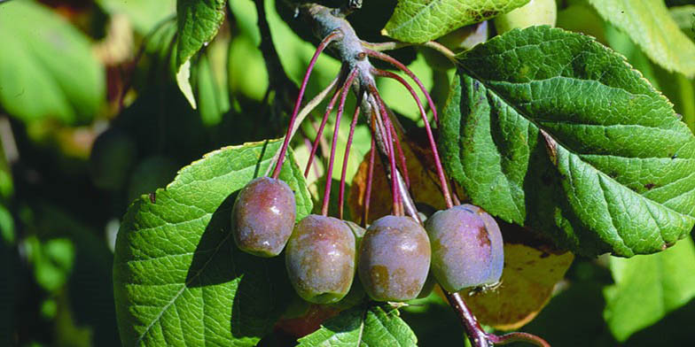 Oregon crab apple – description, flowering period and general distribution in British Columbia. Ripe fruits on a branch.