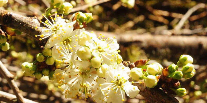 Western crab apple – description, flowering period and general distribution in Oregon. Buds in the process of blooming. White flowers.