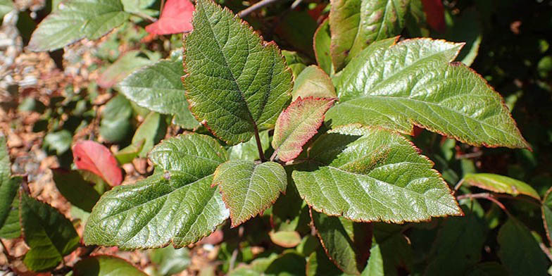 Western crab apple – description, flowering period and general distribution in Oregon. Autumn, the color of the leaves is changing.