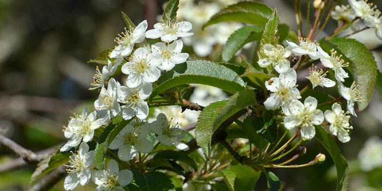 Pacific crab apple – description, flowering period and general distribution in Oregon. Branch of a plant with green leaves and white flowers.