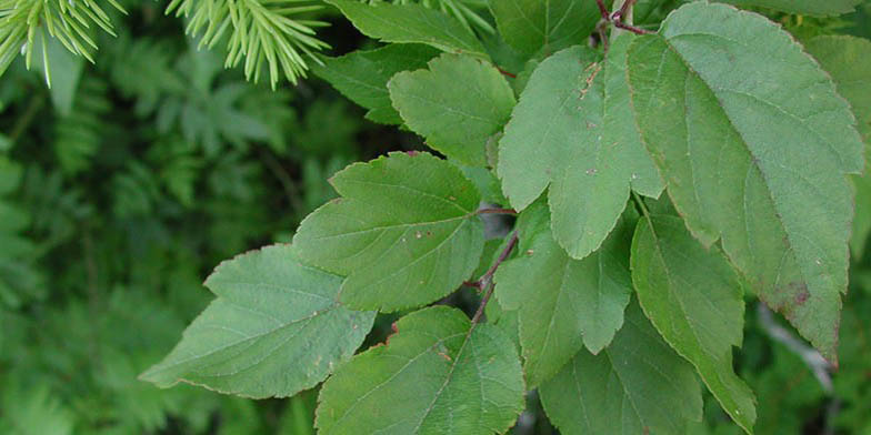 Malus fusca – description, flowering period and general distribution in British Columbia. Green leaves. The shape and structure are clearly visible.
