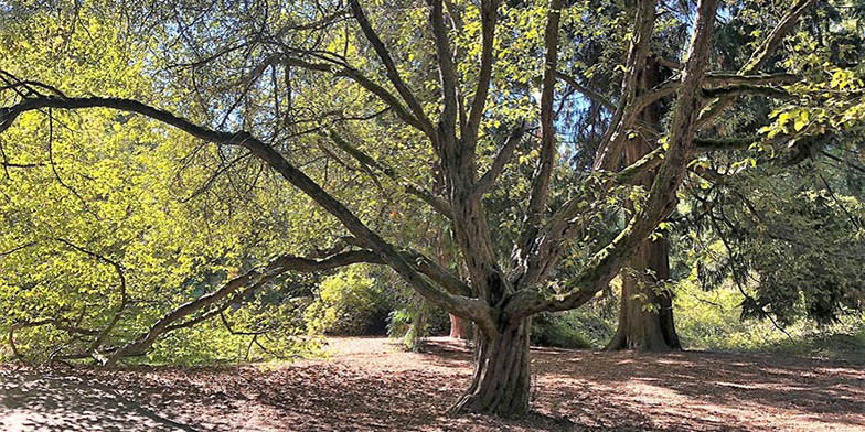 Western crab apple – description, flowering period and general distribution in Oregon. A tree in autumn, a good angle and light.