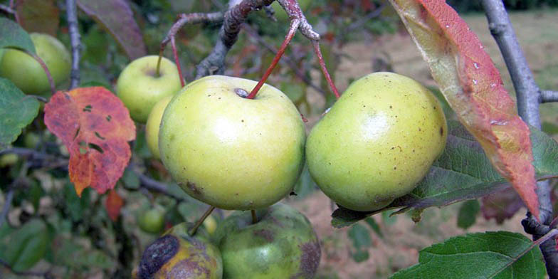 Malus ioensis – description, flowering period and general distribution in Minnesota. Ripe apples on a branch