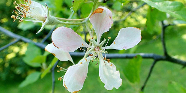 Malus ioensis – description, flowering period and general distribution in Nebraska. Blooming flower close up