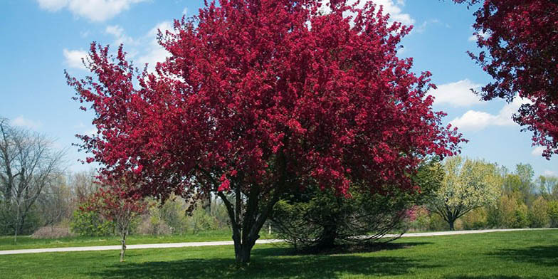 Bechel crab – description, flowering period and general distribution in Ohio. A tree in the park in the fall. Foliage turned red.