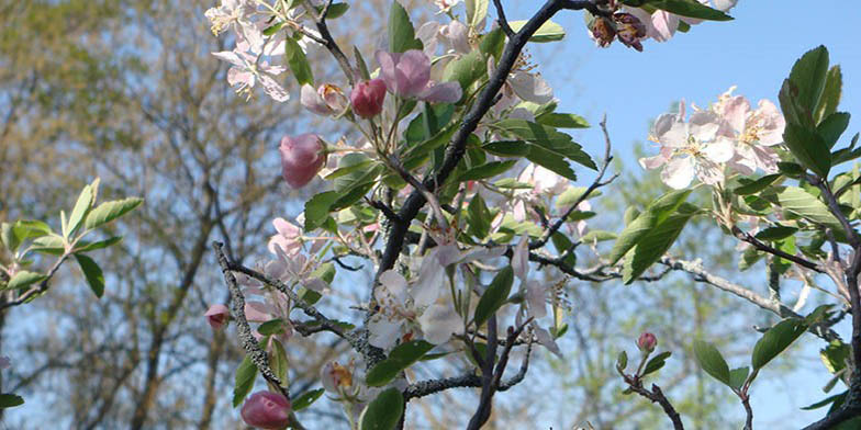 Prairie crab apple – description, flowering period and general distribution in Michigan. Flowering branches of a plant on a background of blue sky