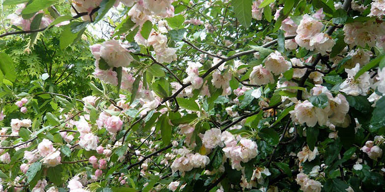 Malus ioensis – description, flowering period and general distribution in Illinois. Flowering branches of a plant on a background of blue sky