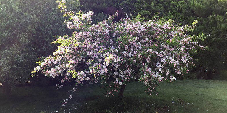 Prairie crab – description, flowering period and general distribution in Arkansas. A low tree blossoms in a clearing.