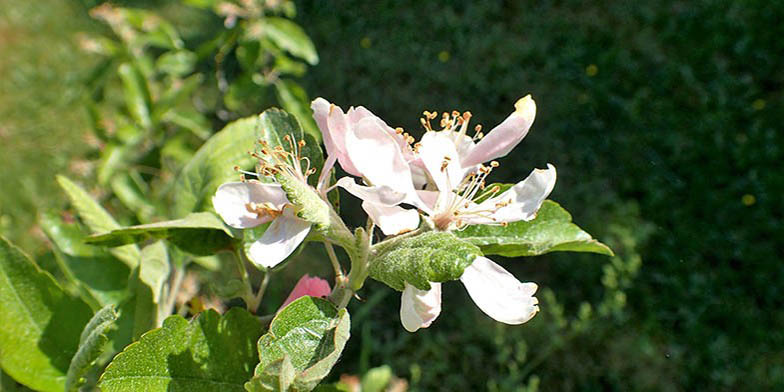 Malus ioensis – description, flowering period and general distribution in Minnesota. Young leaves and flowers