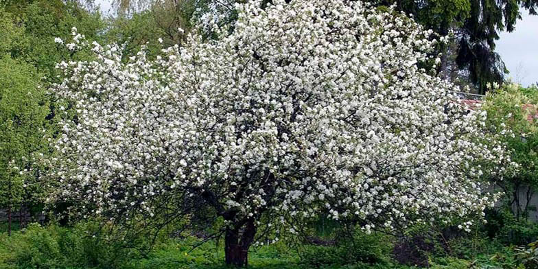 Common apple – description, flowering period and general distribution in Utah. flowering plant in the garden