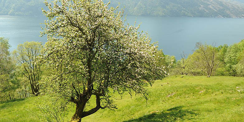 Malus sylvestris – description, flowering period and general distribution in Connecticut. beautiful tree on the side of a lake