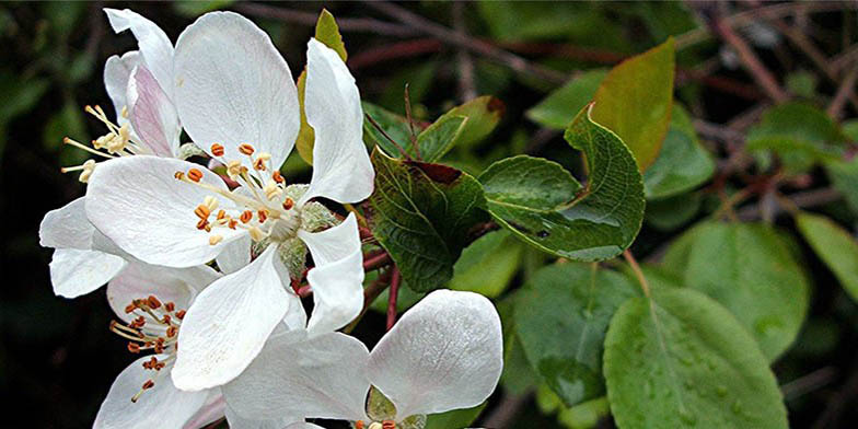 Malus sylvestris – description, flowering period and general distribution in Utah. flowering plant, flowers on a branch