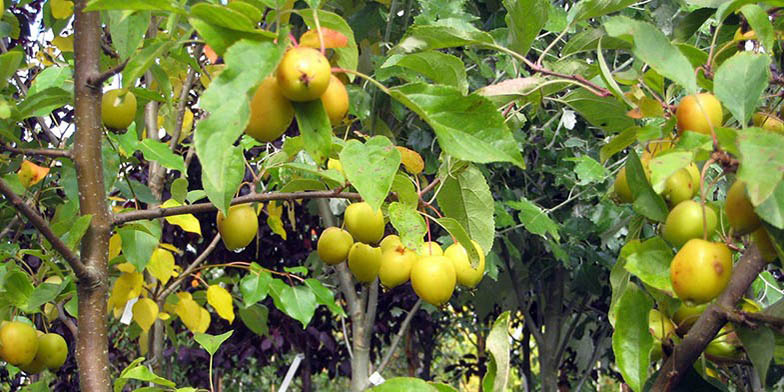 Malus sylvestris – description, flowering period and general distribution in New Jersey. ripened fruits on a tree