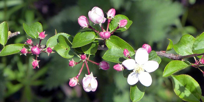 Malus sylvestris – description, flowering period and general distribution in New Jersey. the beginning of the dissolution of flowers