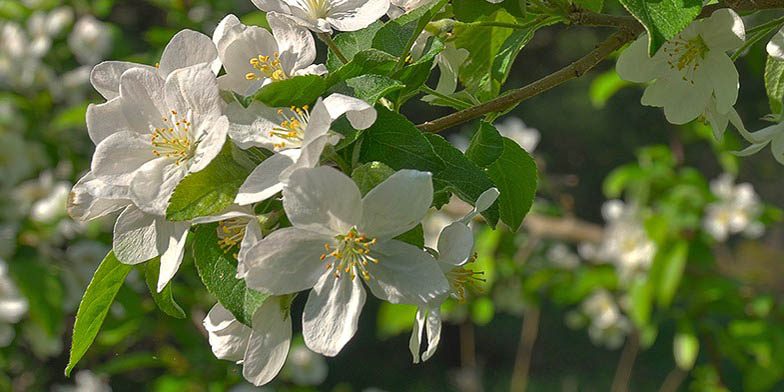 Malus sylvestris – description, flowering period and general distribution in Utah. beautiful white flowers close-up