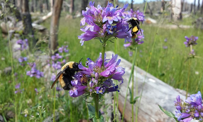 A Vosnesensky bumble bee (Bombus vosnesenskii) and a Nevada bumble bee (Bombus nevadensis) feed on Rydberg’s penstamon (Penstamon rydbergii) flowers in the Plumas National Forest. (Photo by Travis DuBridge, The Institute for Bird Populations)