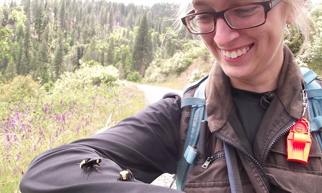 Two Vosnesensky bumble bee (Bombus vosnesenskii) queens warm up on the sleeve of field biologist Alma Schrage prior to release. (Photo courtesy of The Institute for Bird Populations)