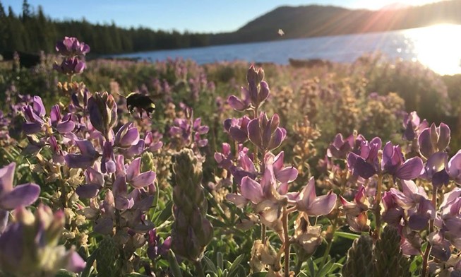 A Vosnesensky bumble bee (Bombus vosnesenskii) flies in a field of lupine flowers. (Photo by Spencer Hardy, The Institute for Bird Populations)