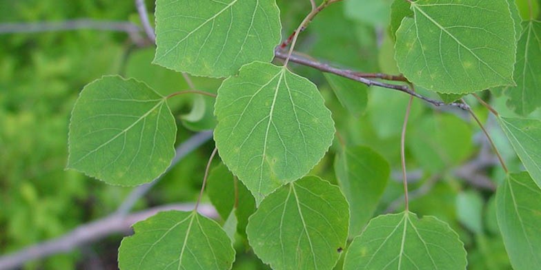 Mountain aspen – description, flowering period and general distribution in Nebraska. rounded young leaves