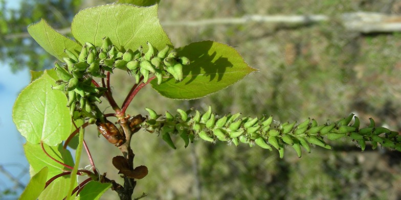 Trembling aspen – description, flowering period and general distribution in Idaho. long catkins hanging from a branch